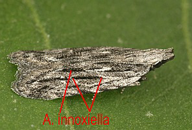 7 Gelechiidae - Anarsia lineatella